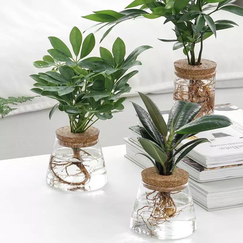 indoor plant ornaments Indoor Green Plant Decoration Glass Bottle For Hydroponic Plants – Affluora Designs