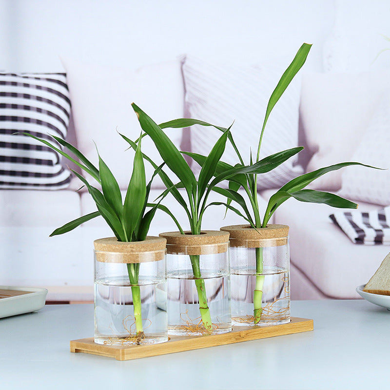 money plant bottle decorations Indoor Green Plant Decoration Glass Bottle For Hydroponic Plants – Affluora Designs